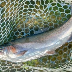 持ち帰りぴったりサイズをキャッチ！ ～フィッシングパーク高島の泉～